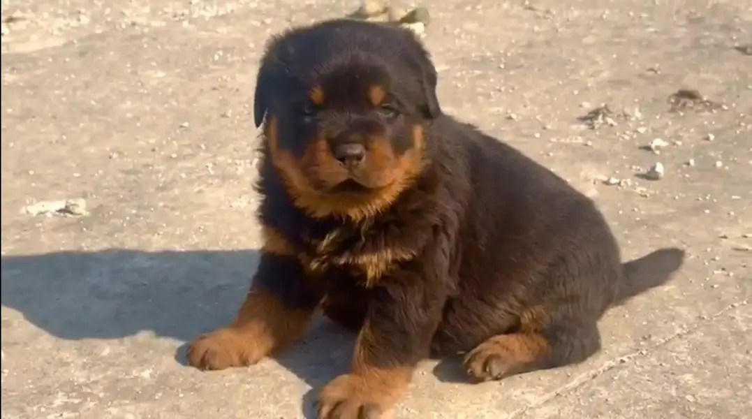 Rottweiler male — photo 8