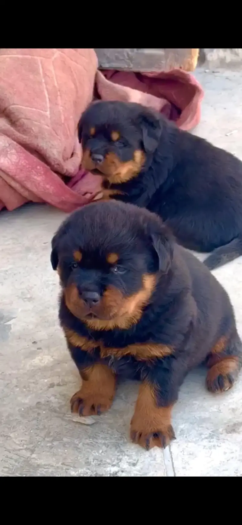 Rottweiler male — photo 9