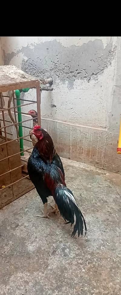 Aseel Murga+Murgi+phata sell and exchange ho gy ga Ksi bhi Animal