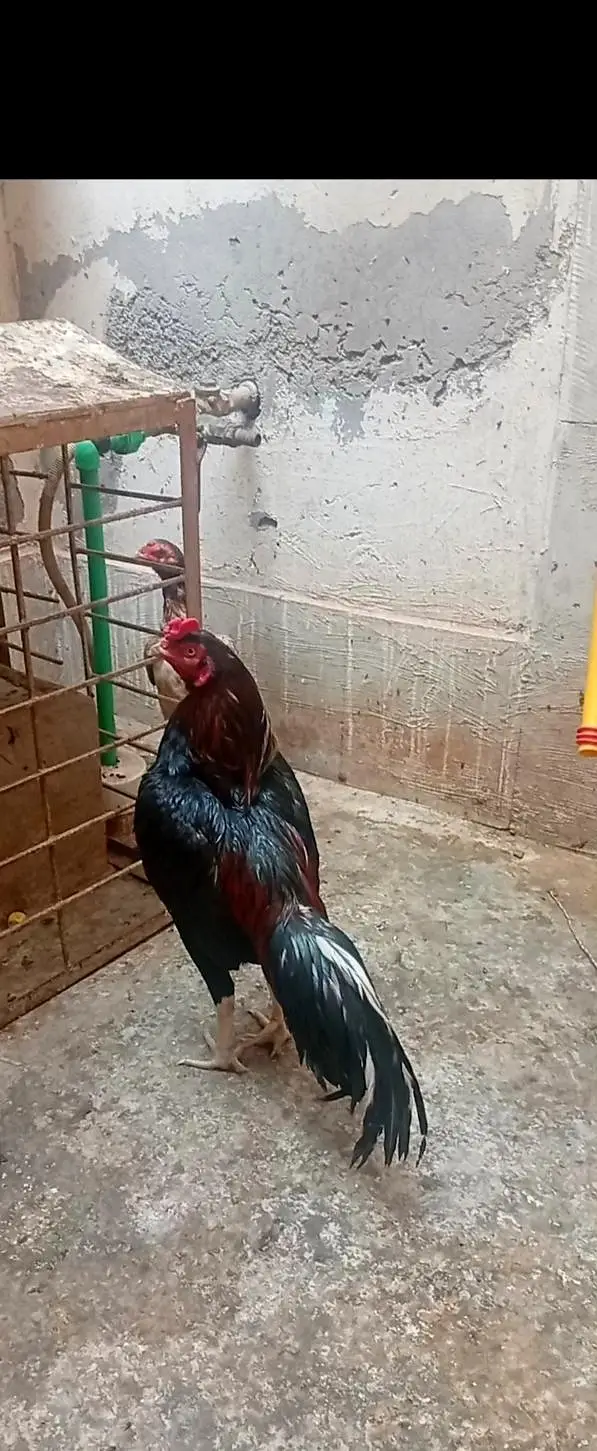 Aseel Murga+Murgi+phata sell and exchange ho gy ga Ksi bhi Animal