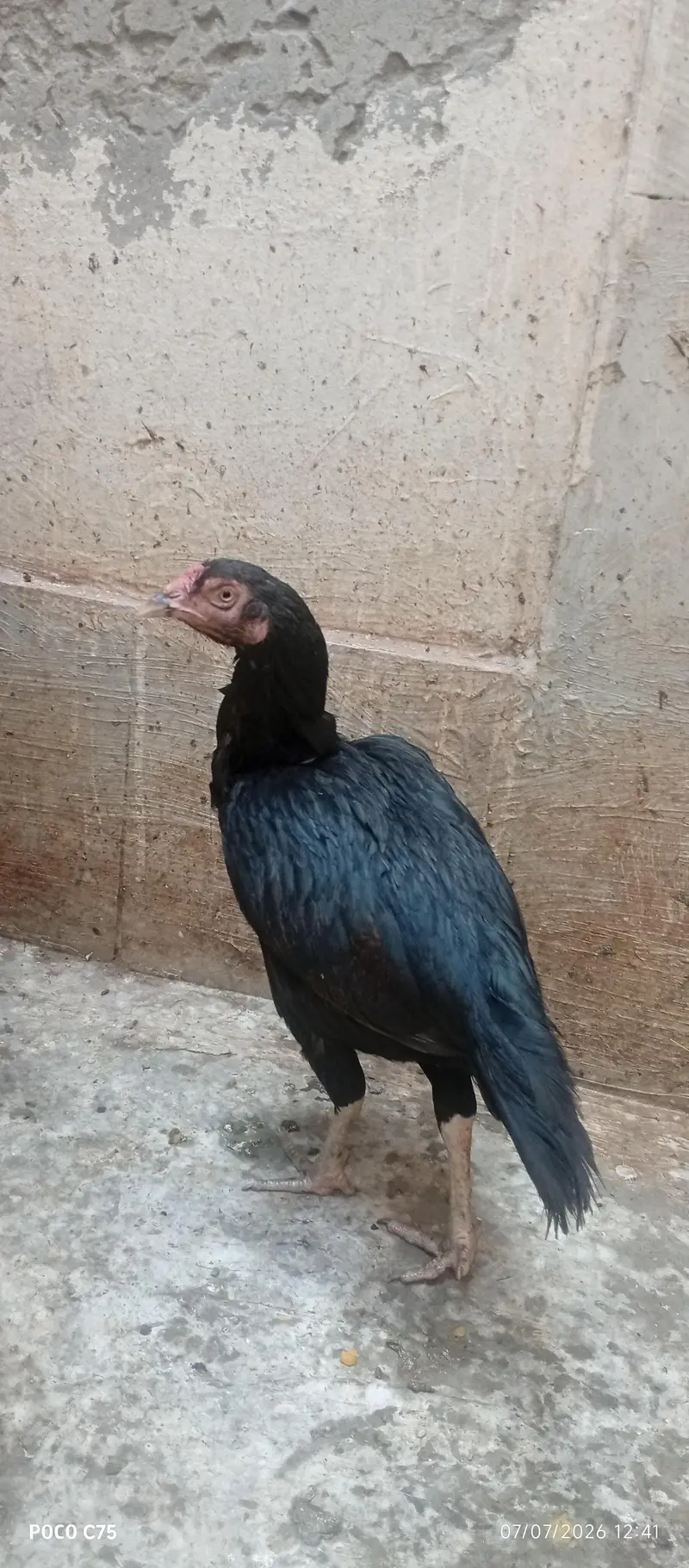 Aseel Murga+Murgi+phata sell and exchange ho gy ga Ksi bhi Animal — photo 2