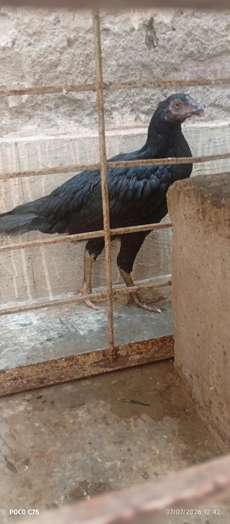 Aseel Murga+Murgi+phata sell and exchange ho gy ga Ksi bhi Animal — photo 3