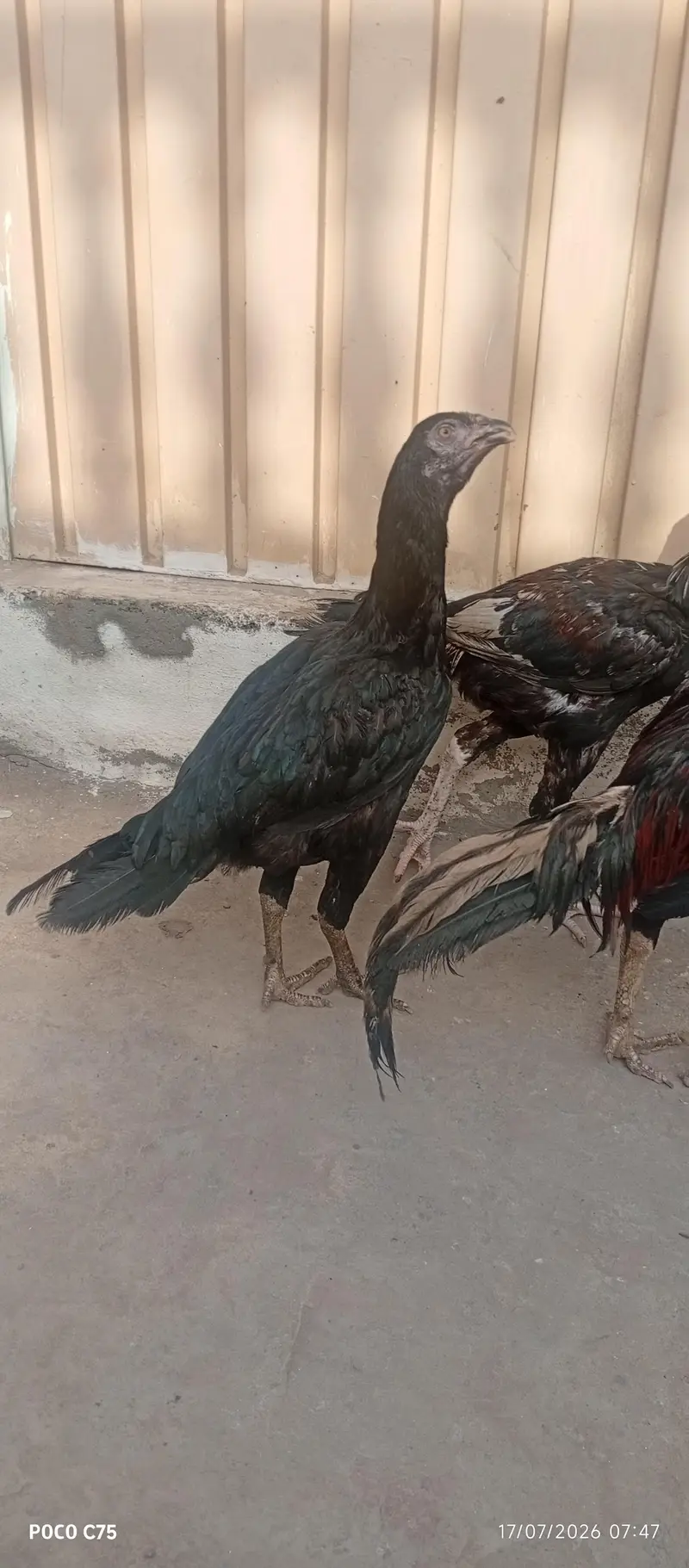 Aseel Murga+Murgi+phata sell and exchange ho gy ga Ksi bhi Animal — photo 4