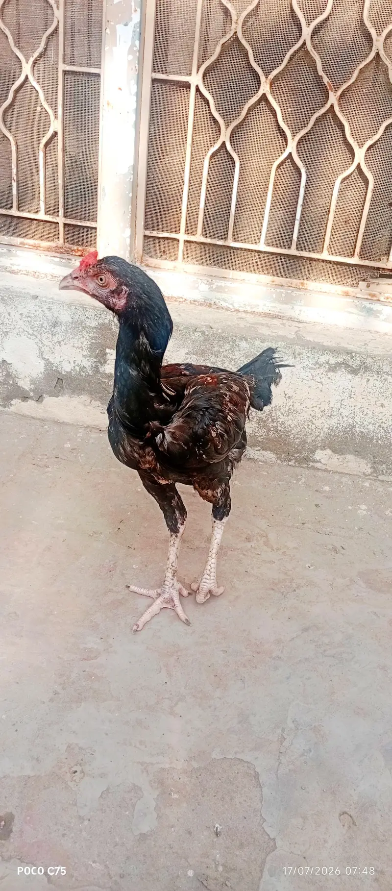 Aseel Murga+Murgi+phata sell and exchange ho gy ga Ksi bhi Animal — photo 5