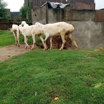 6/7 month ka bredr bacha