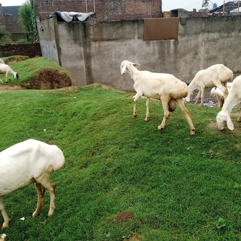6/7 month ka bredr bacha — photo 2