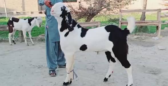 gulabi Bakra for Sale Call 03490704921