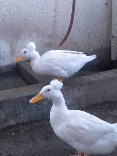 out class crusted duck pair
