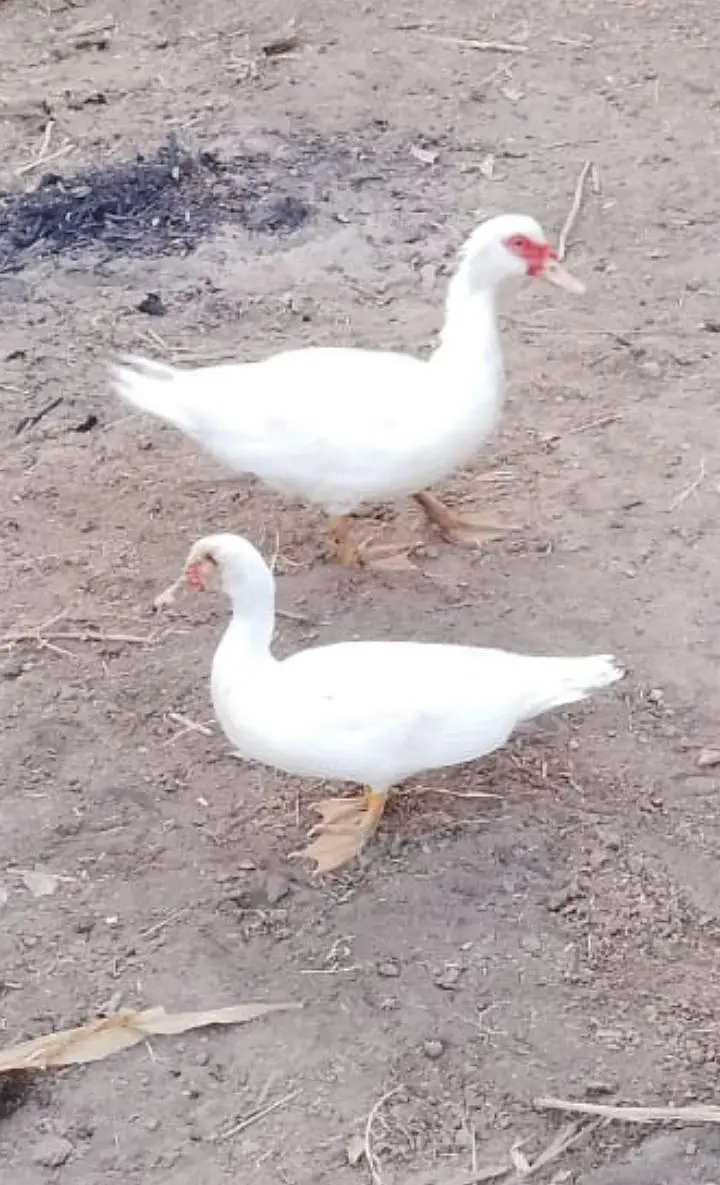 out class crusted duck pair — photo 2