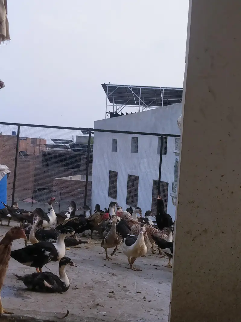 out class crusted duck pair — photo 3