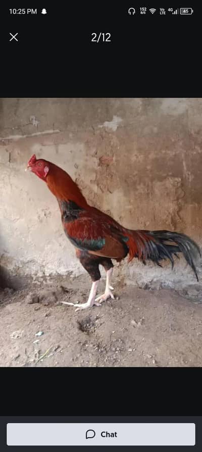 aseel murga for sale. phone number 03330031118