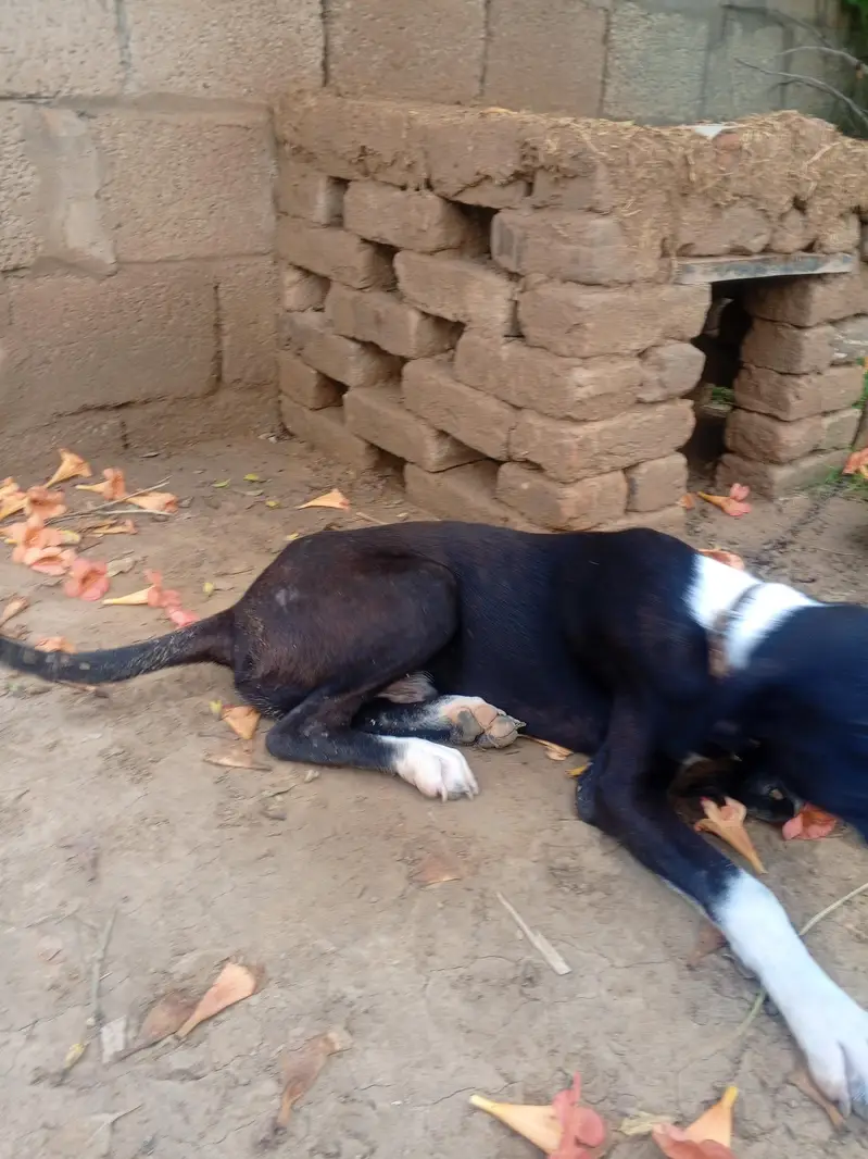 ghr ka leya rakha howa tha Bhoot payar tha or — photo 2