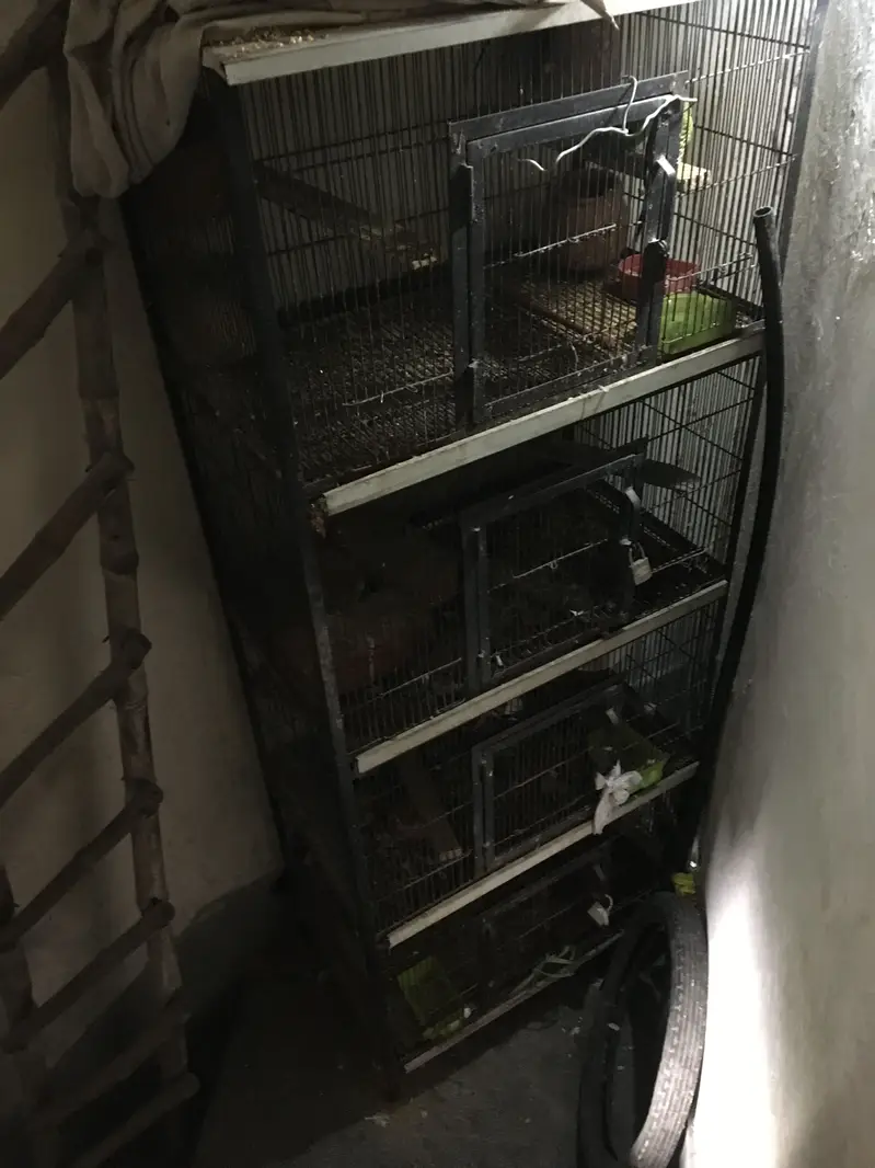 4 cages for hens and pigeons — photo 2