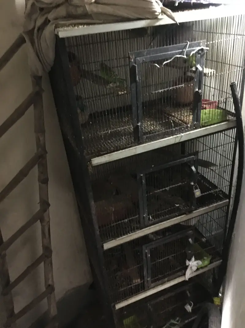 4 cages for hens and pigeons — photo 3