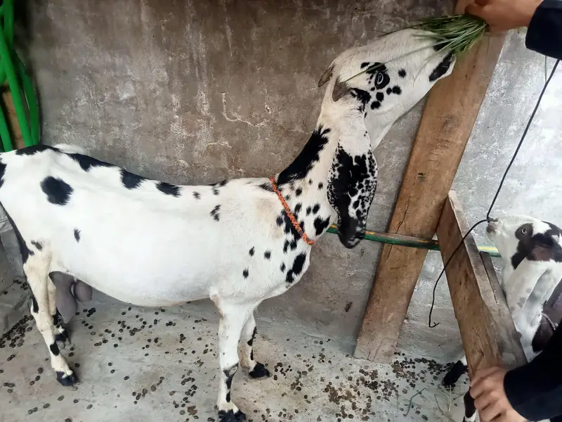 ایک بکری اور دو بچے — photo 2