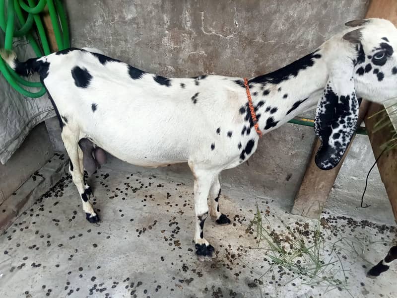 ایک بکری اور دو بچے 2