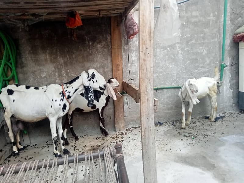 ایک بکری اور دو بچے 5