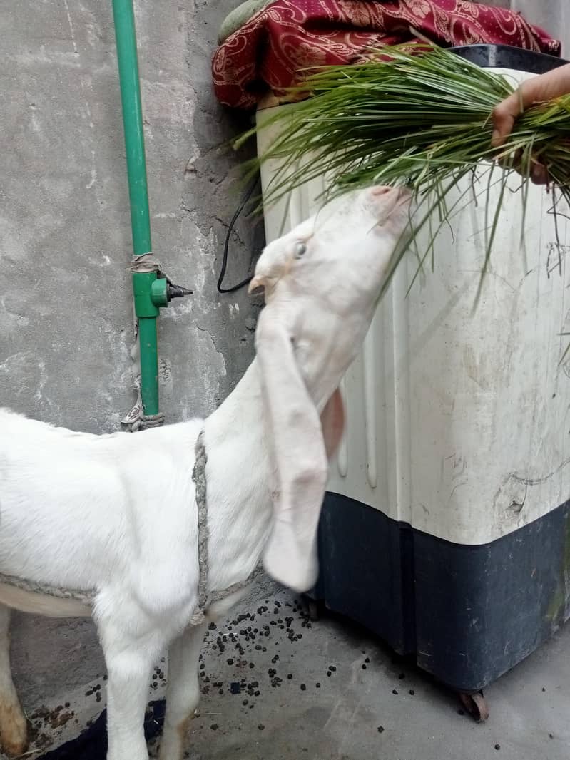 ایک بکری اور دو بچے 6