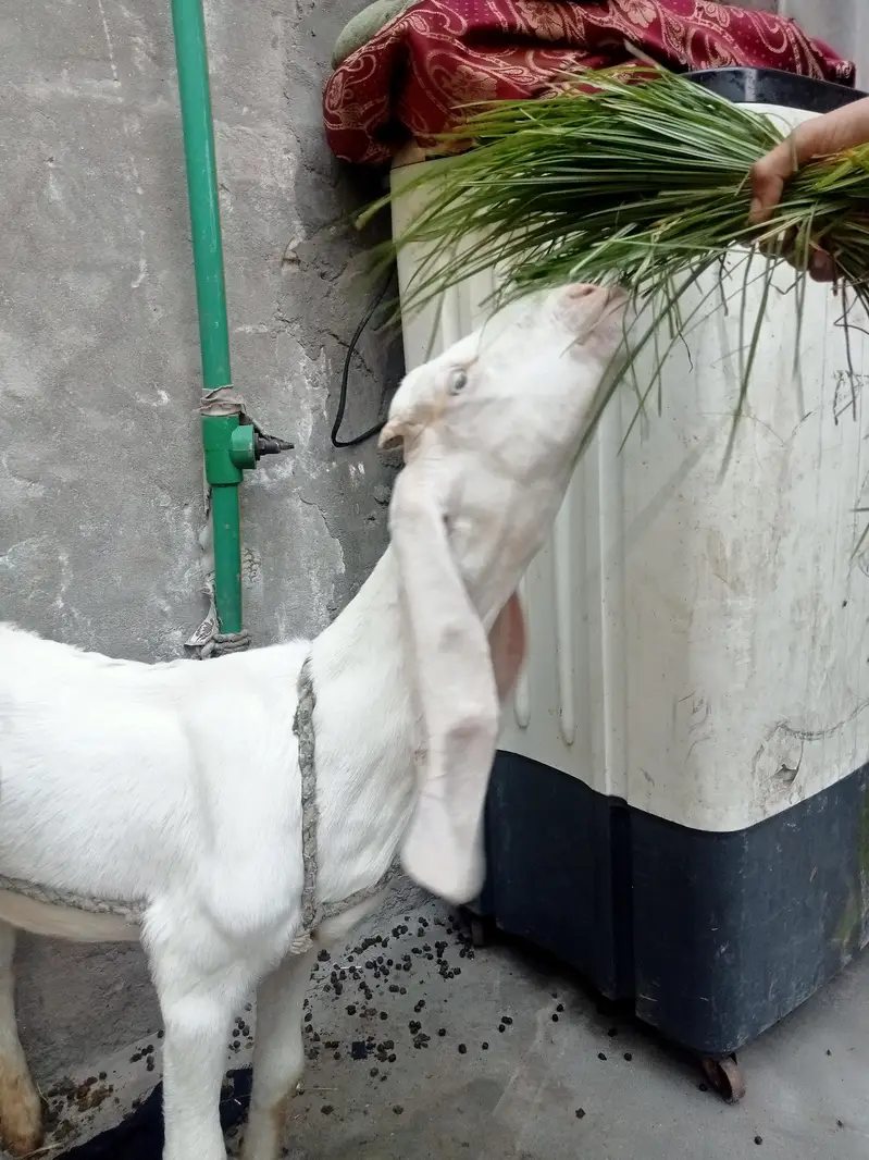 ایک بکری اور دو بچے — photo 7