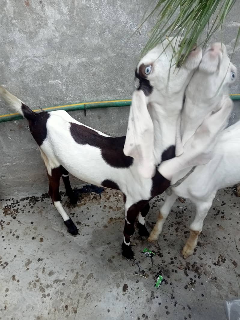 ایک بکری اور دو بچے 7