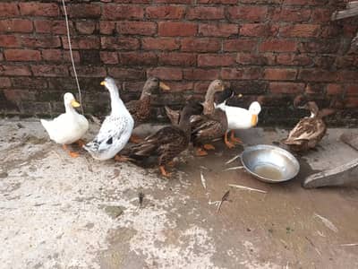  urgent ducks for sale