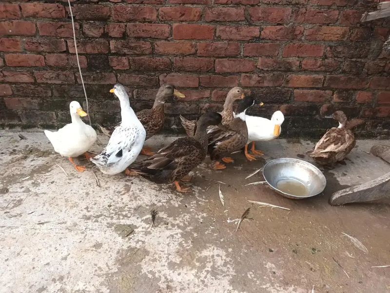  urgent ducks for sale