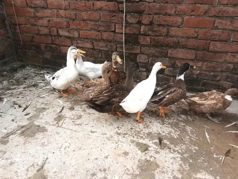 urgent ducks for sale — photo 2