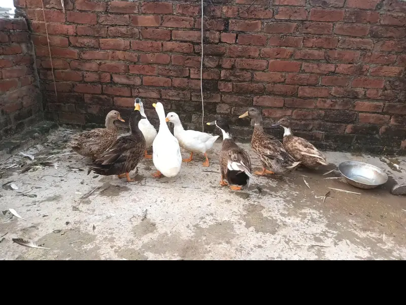  urgent ducks for sale — photo 3