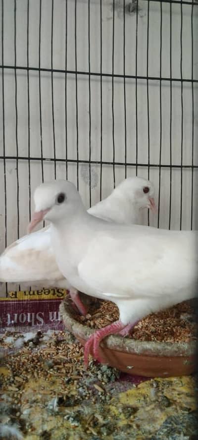 Dove pair