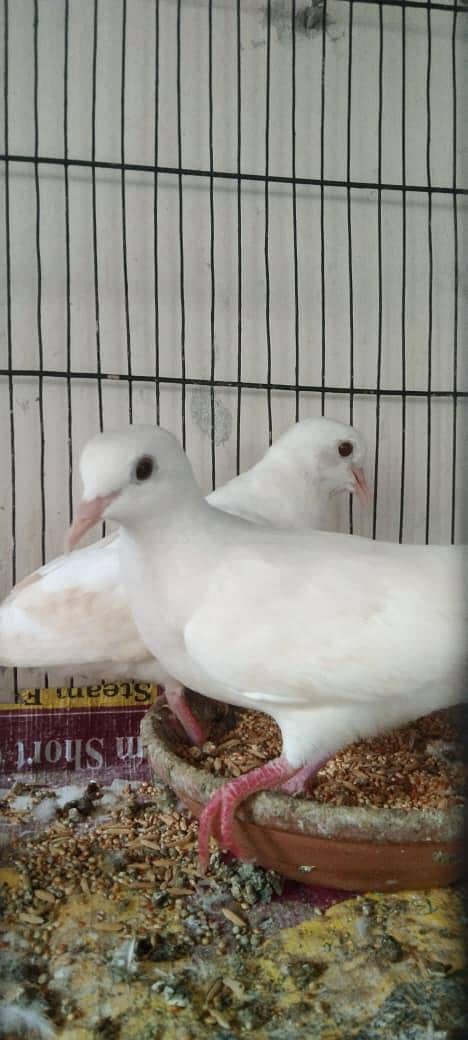 Dove pair 0