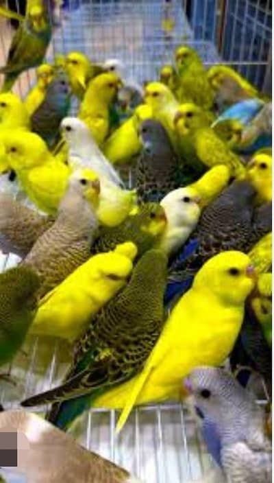Budgies N Australian Parrots For Sell