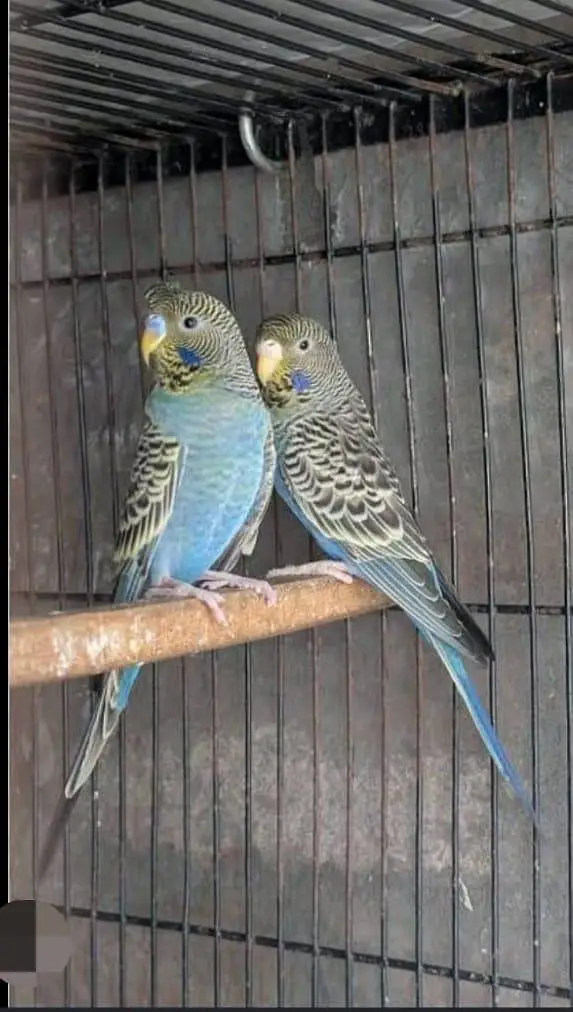 Budgies N Australian Parrots For Sell — photo 2