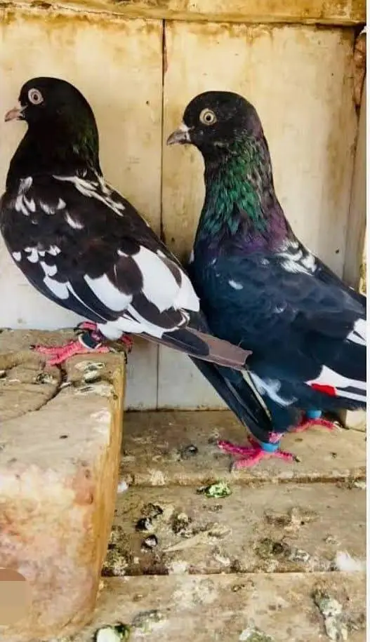 Budgies N Australian Parrots For Sell — photo 3