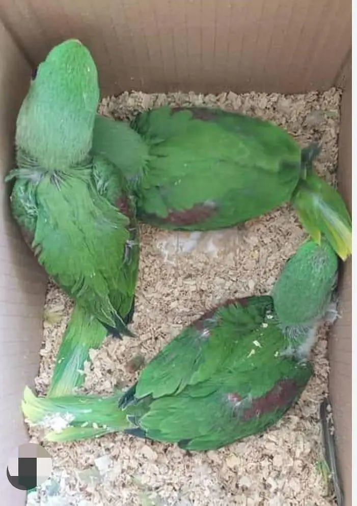 Budgies N Australian Parrots For Sell — photo 5