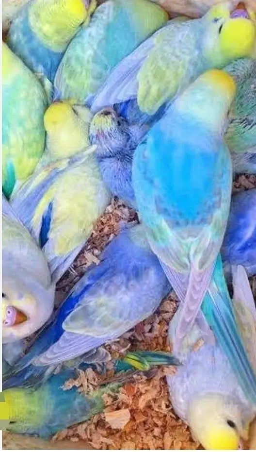 Budgies N Australian Parrots For Sell — photo 7