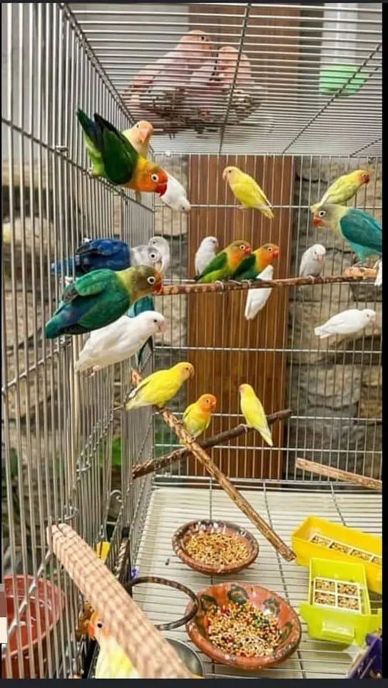 Budgies N Australian Parrots For Sell — photo 8