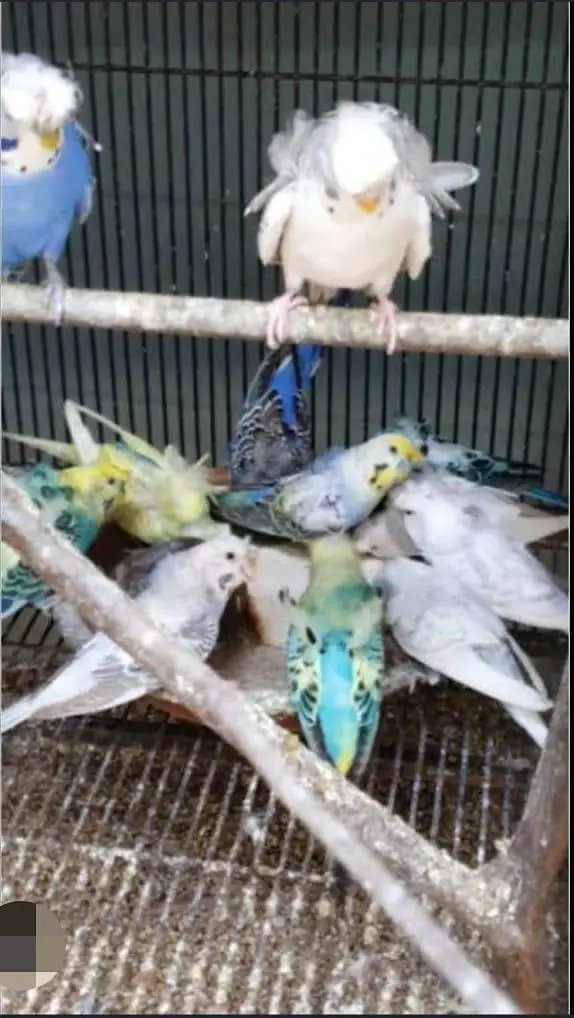 Budgies N Australian Parrots For Sell — photo 9