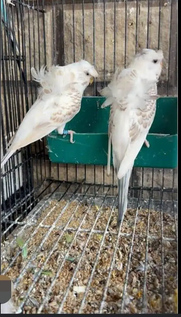 Budgies N Australian Parrots For Sell — photo 10