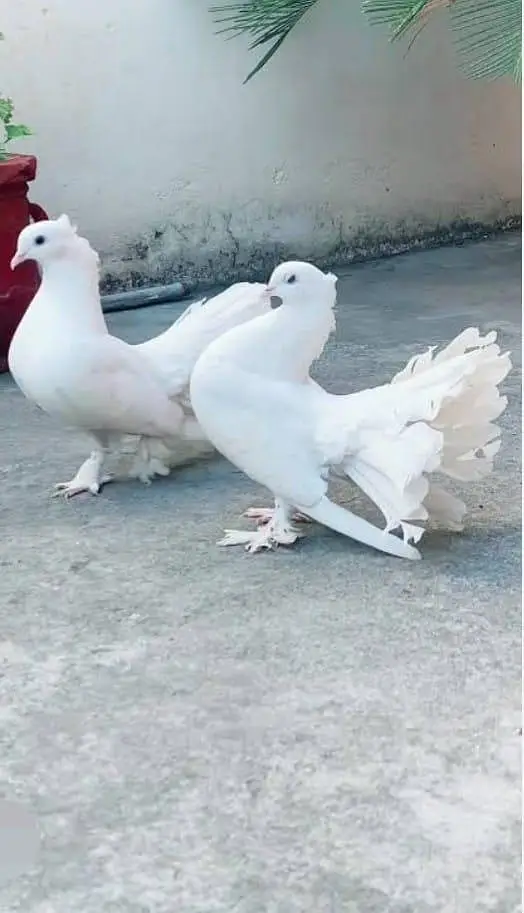 Budgies N Australian Parrots For Sell — photo 11