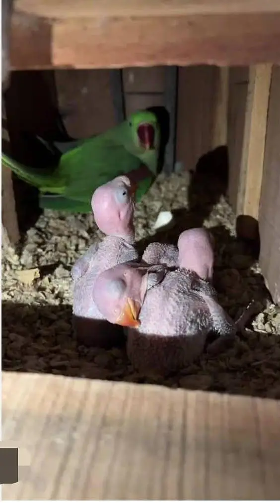 Budgies N Australian Parrots For Sell — photo 12