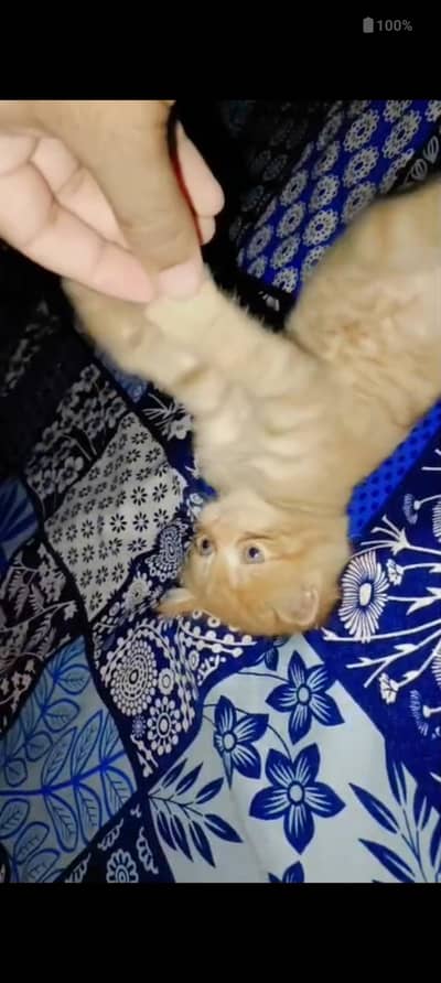 Pure Persian Home breed