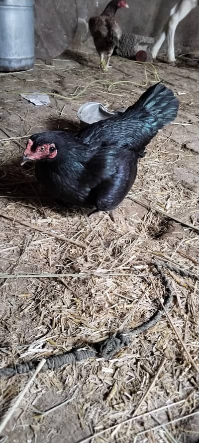 Mushki Aseel Kurk Murghi For Sale
