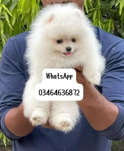 Pomeranian poppy dog full active vaccinated delivery all Pakistan