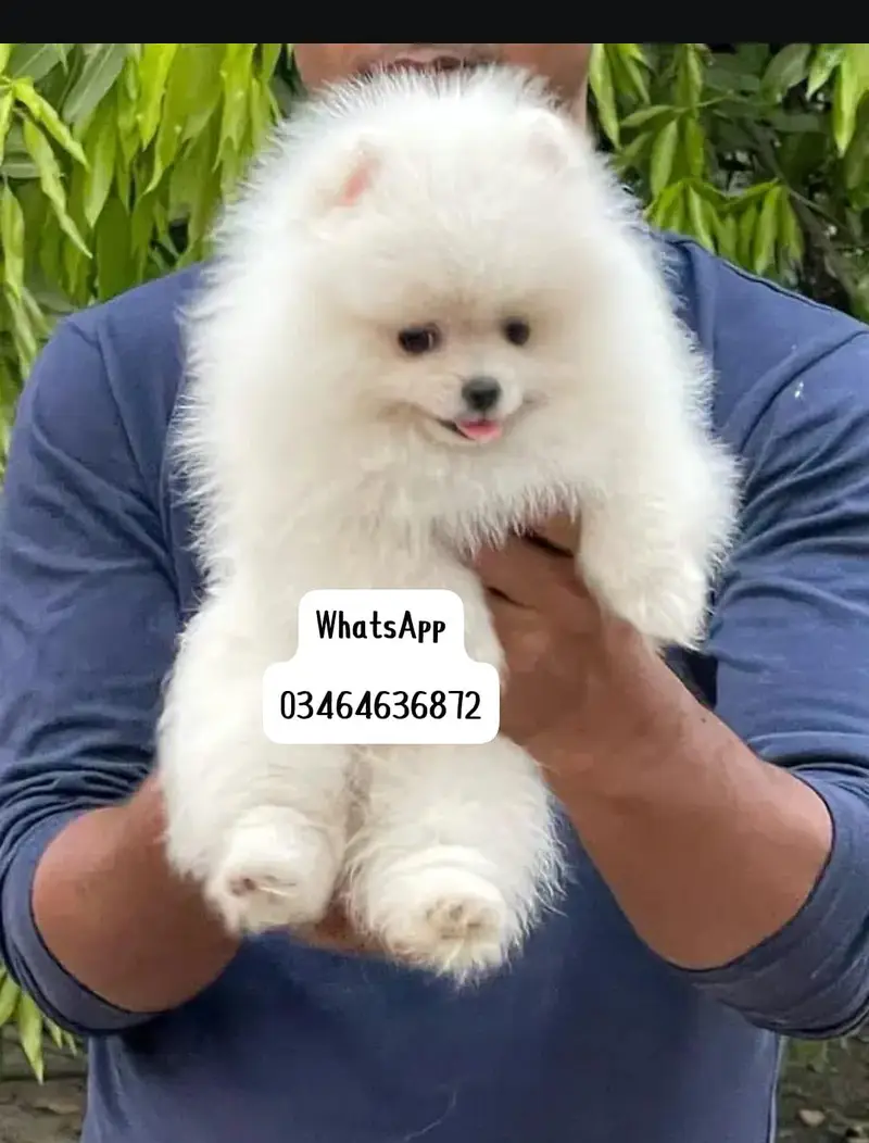 Pomeranian poppy dog full active vaccinated delivery all Pakistan — photo 2