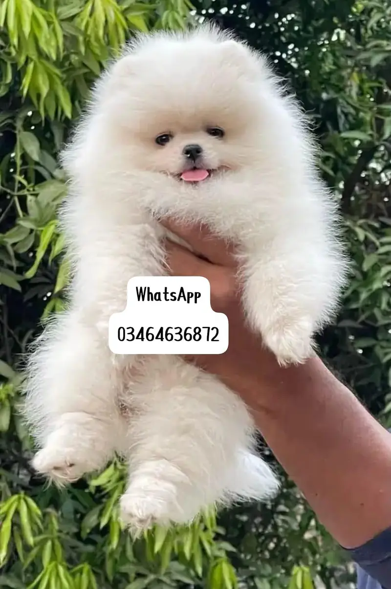 Pomeranian poppy dog full active vaccinated delivery all Pakistan — photo 3