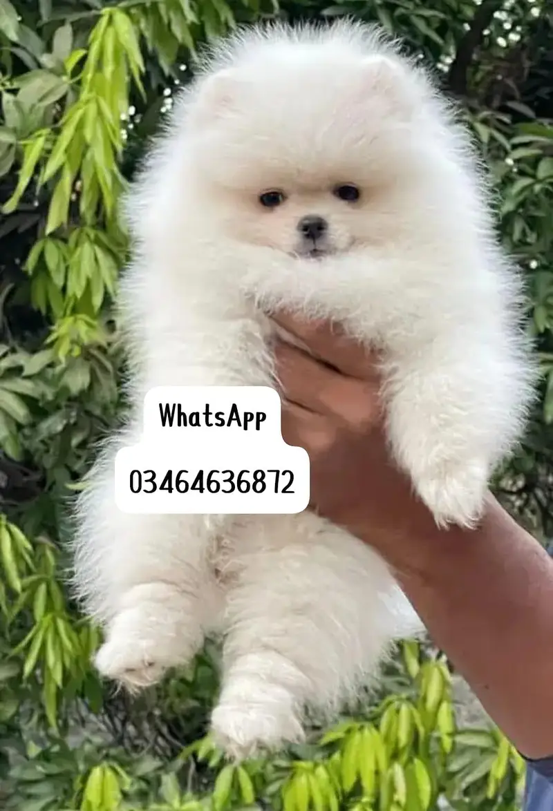 Pomeranian poppy dog full active vaccinated delivery all Pakistan — photo 4