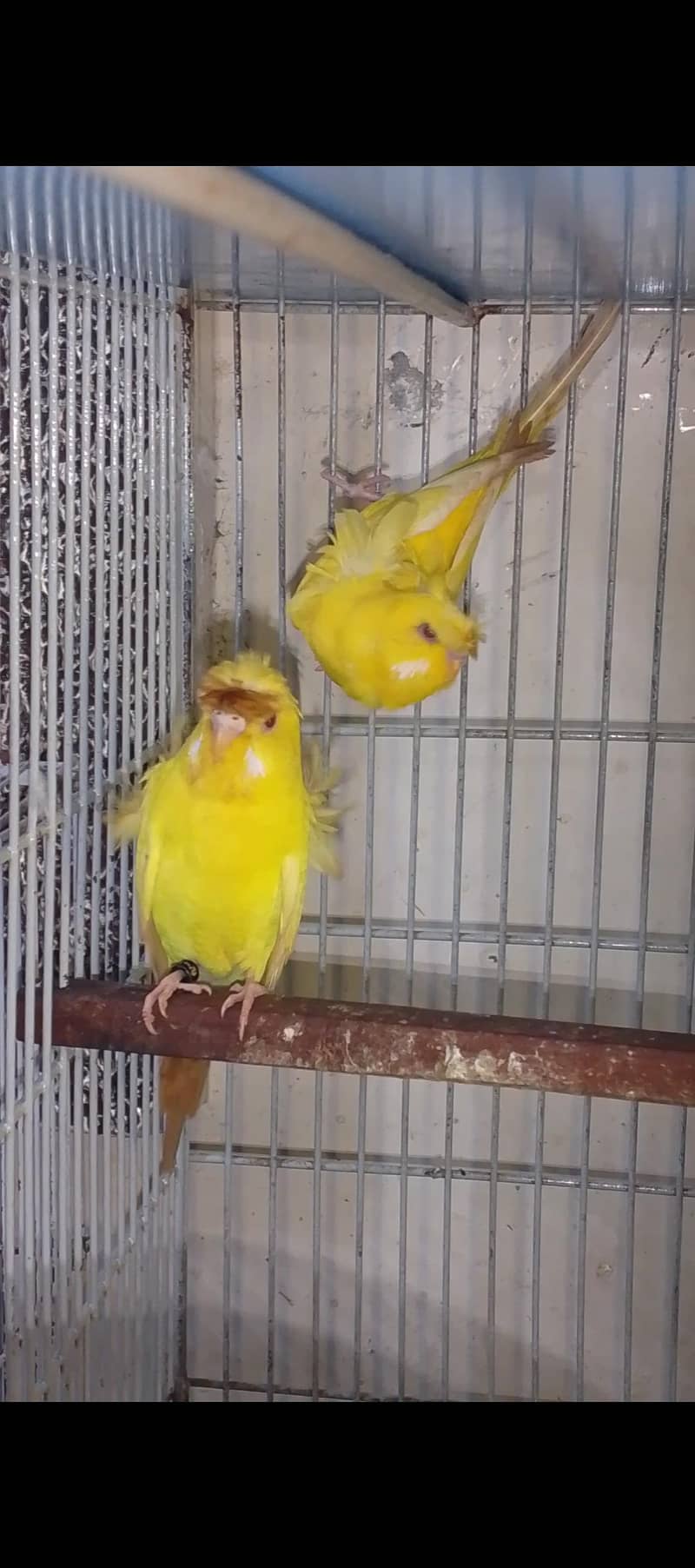 nice Bird 0