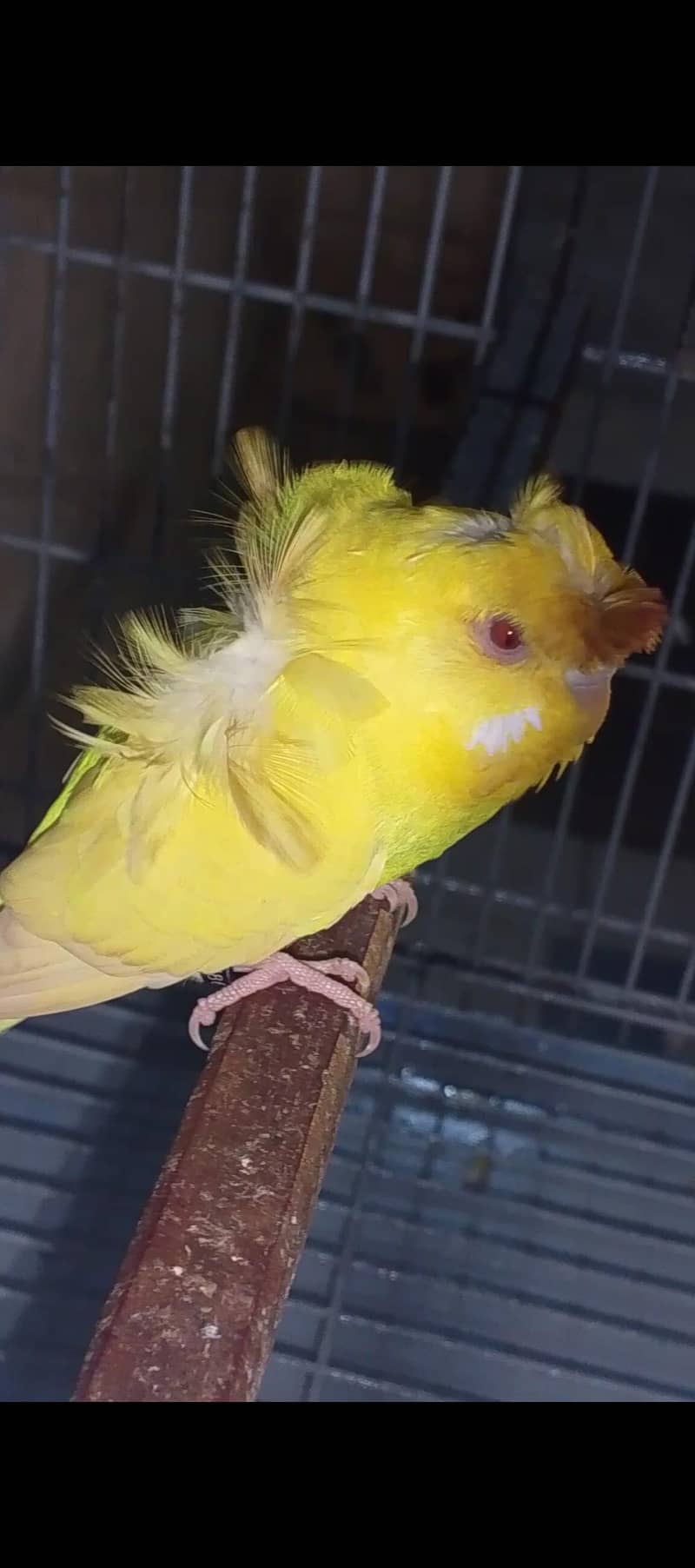 nice Bird 1