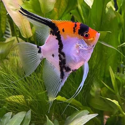 Fish and fish aquarium market sy munseeb price
