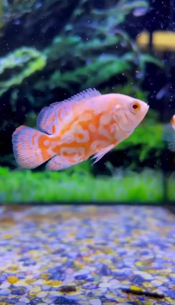 Fish and fish aquarium market sy munseeb price — photo 5